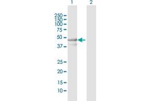 Western Blot analysis of YARS2 expression in transfected 293T cell line by YARS2 MaxPab polyclonal antibody. (YARS2 抗体  (AA 1-477))
