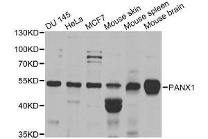 Western blot analysis of extracts of various cell lines, using PANX1 antibody. (PANX1 抗体  (AA 50-150))