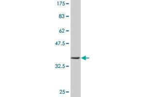 Western Blot detection against Immunogen (36.