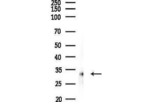 Western blot analysis of lysates from PC12 cells, using Histone H1.