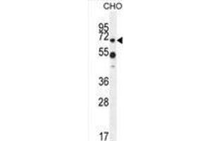ZUFSP Antibody (N-term) western blot analysis in CHO cell line lysates (35 µg/lane). (ZUFSP 抗体  (N-Term))