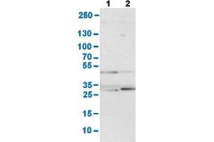 Western Blot analysis with FDFT1 polyclonal antibody . (FDFT1 抗体  (AA 10-148))