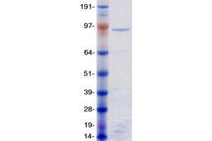 Validation with Western Blot (ZNF148 Protein (Myc-DYKDDDDK Tag))