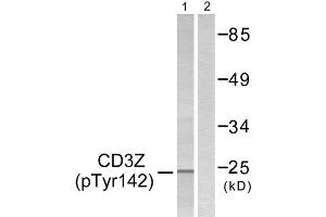 Western Blotting (WB) image for anti-CD247 Molecule (CD247) (pTyr142) antibody (ABIN1847268) (CD247 抗体  (pTyr142))