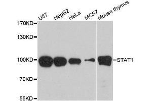 Western blot analysis of extracts of various cell lines, using STAT1 antibody. (STAT1 抗体  (AA 650-750))