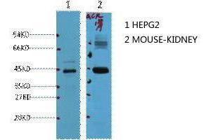 Western Blot (WB) analysis of 1) HepG2, 2) Mouse Kidney, diluted at 1:1000. (AMACR 抗体)