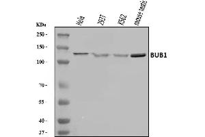 Western blot analysis of BUB1 using anti-BUB1 antibody (ABIN7600942).