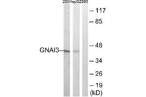 Western blot analysis of extracts from HepG2 and 293cells, using GNAI3 antibody. (GNAI3 抗体  (Internal Region))