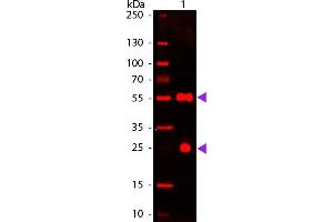 Western blot of 680 conjugated Donkey Anti-Sheep IgG Pre-Adsorbed secondary antibody. (驴 anti-绵羊 IgG Antibody (DyLight 680) - Preadsorbed)