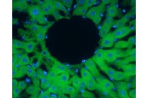 IHC-Fr Image Peroxiredoxin 2 antibody detects Peroxiredoxin 2 protein at cytoplasm in rat liver by immunohistochemical analysis. (Peroxiredoxin 2 抗体)