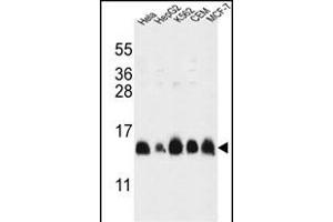 HIST1H2AL Antibody (C-term) (ABIN651090 and ABIN2840066) western blot analysis in HL-60,HepG2,K562,CEM,MCF-7 cell line lysates (35 μg/lane). (HIST1H2AL 抗体  (C-Term))