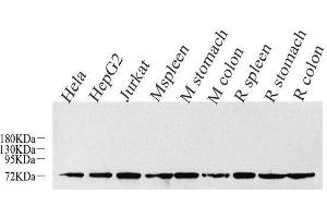 Western Blot analysis of various samples using CDC25A Polyclonal Antibody at dilution of 1:1000. (CDC25A 抗体)