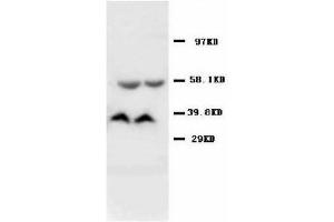Image no. 2 for anti-Adenosylmethionine Decarboxylase 1 (AMD1) (C-Term) antibody (ABIN1492918) (AMD1 抗体  (C-Term))