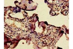 Immunohistochemistry of paraffin-embedded human placenta tissue using ABIN7171179 at dilution of 1:100 (ERVW-1 抗体  (AA 21-443))