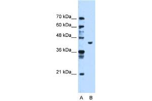 WB Suggested Anti-PGK1 Antibody Titration:  1. (PGK1 抗体  (C-Term))