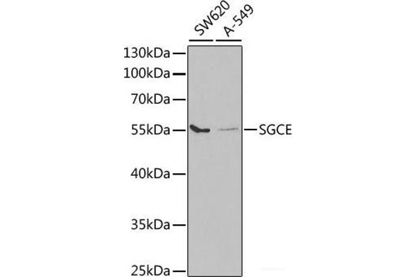 SGCE 抗体