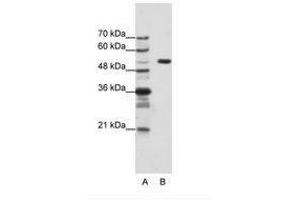 Image no. 1 for anti-Host Cell Factor C1 (VP16-Accessory Protein) (HCFC1) (AA 91-140) antibody (ABIN203129) (HCFC1 抗体  (AA 91-140))