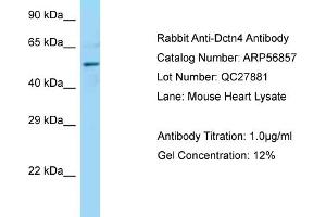 Western Blotting (WB) image for anti-Dynactin 4 (DCTN4) (C-Term) antibody (ABIN2786941) (Dynactin 4 抗体  (C-Term))