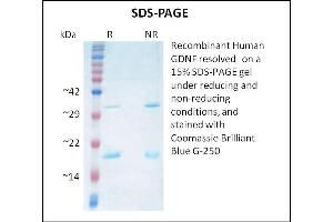 SDS-PAGE (SDS) image for Glial Cell Line Derived Neurotrophic Factor (GDNF) (Active) protein (ABIN5509451) (GDNF 蛋白)