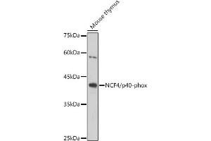 Western blot analysis of extracts of Mouse thymus, using NCF4/p40-phox antibody (ABIN7268900) at 1:1000 dilution.