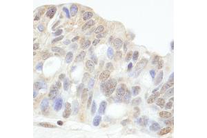 Immunohistochemistry (IHC) image for anti-Histone Deacetylase 7 (HDAC7) (AA 425-475) antibody (ABIN7454533) (HDAC7 抗体  (AA 425-475))