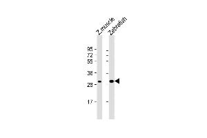 All lanes : Anti-DANRE hoxc9a Antibody (C-term) at 1:1000 dilution Lane 1: Zebrafish muscle lysate Lane 2: Zebrafish lysate Lysates/proteins at 20 μg per lane. (HOXC9 抗体  (C-Term))