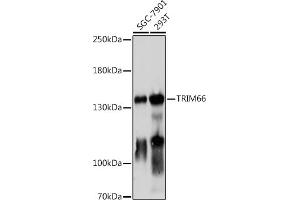 Western blot analysis of extracts of various cell lines, using TRIM66 antibody (ABIN7270997) at 1:1000 dilution. (TRIM66 抗体)