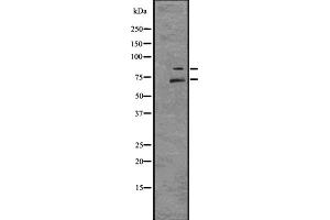 Western blot analysis of Myb using HeLa whole cell lysates (MYB 抗体  (C-Term))