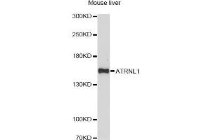 Western blot analysis of extracts of mouse liver, using ATRNL1 antibody. (ATRNL1 抗体)