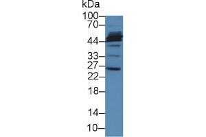 Detection of MFAP2 in Porcine Liver lysate using Polyclonal Antibody to Microfibrillar Associated Protein 2 (MFAP2) (MFAP2 抗体  (AA 6-162))