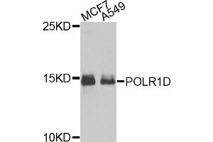 Western blot analysis of extracts of MCF7 and A549 cells, using POLR1D antibody. (POLR1D 抗体)