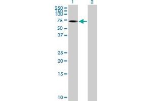 Western Blot analysis of ALPPL2 expression in transfected 293T cell line by ALPPL2 MaxPab polyclonal antibody. (ALPPL2 抗体  (AA 1-532))