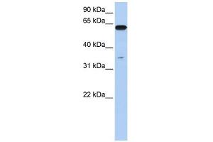 Karyopherin Alpha 6 antibody used at 1 ug/ml to detect target protein. (KPNA6 抗体)