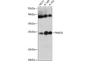 Western blot analysis of extracts of various cell lines, using TMED3 antibody (ABIN7270944) at 1:1000 dilution. (TMED3 抗体  (AA 24-180))