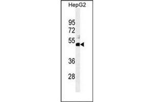 Western blot analysis of SPDYE1 Antibody (C-term) in HepG2 cell line lysates (35ug/lane). (SPDYE1 抗体  (C-Term))