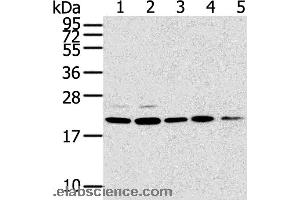 Western blot analysis of 293T, 231, PC3, A549 and K562 cell, using TPD52L1 Polyclonal Antibody at dilution of 1:300 (TPD52L1 抗体)