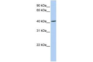 WB Suggested Anti-ARC Antibody Titration:  0. (ARC (N-Term) 抗体)