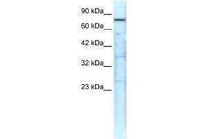 TRAP1 antibody (20R-1281) used at 0. (TRAP1 抗体  (N-Term))