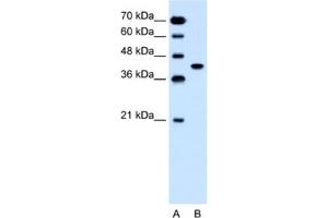 Western Blotting (WB) image for anti-Solute Carrier Family 35, Member B1 (SLC35B1) antibody (ABIN2462747) (SLC35B1 抗体)