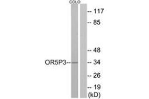Western Blotting (WB) image for anti-Olfactory Receptor, Family 5, Subfamily P, Member 3 (OR5P3) (AA 55-104) antibody (ABIN2891035) (OR5P3 抗体  (AA 55-104))