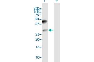 Western Blot analysis of CD200 expression in transfected 293T cell line by CD200 MaxPab polyclonal antibody. (CD200 抗体  (AA 1-269))