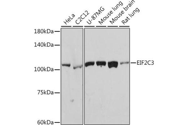 EIF2C3 抗体