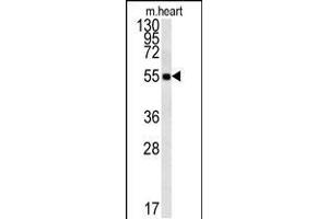 Western blot analysis in mouse heart tissue lysates (15ug/lane). (FAM105B 抗体  (AA 99-128))