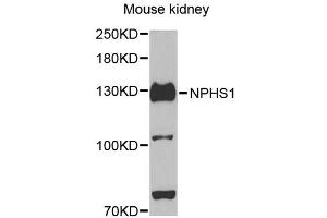 Western blot analysis of extracts of mouse kidney, using NPHS1 antibody (ABIN5971560) at 1/500 dilution. (Nephrin 抗体)