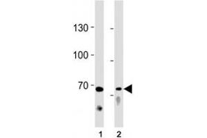 TICAM1 antibody western blot analysis in (1) Ramos cell line and (2) mouse liver tissue lysate. (TICAM1 抗体  (AA 115-143))