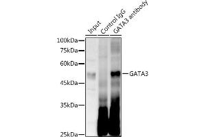 Immunoprecipitation analysis of 300 μg extracts of Jurkat cells using 3 μg G antibody . (GATA3 抗体)