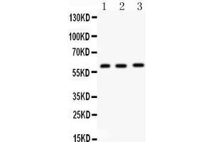 Anti-FMO5 antibody, Western blotting All lanes: Anti FMO5  at 0. (FMO5 抗体  (N-Term))