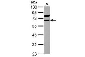 Image no. 1 for anti-Ets Variant 6 (ETV6) (AA 1-191) antibody (ABIN1498133) (ETV6 抗体  (AA 1-191))