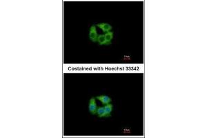 ICC/IF Image Immunofluorescence analysis of methanol-fixed Hep G2, using PCCB, antibody at 1:500 dilution. (PCCB 抗体  (Center))