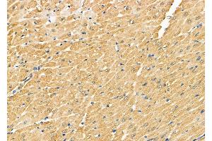 ABIN6261686 and ABIN6278857 at 1/100 staining Rat heart tissue by IHC-P. (FAT1 抗体  (C-Term))